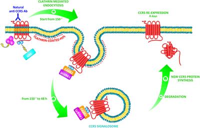 The Role of Natural Antibodies to CC Chemokine Receptor 5 in HIV Infection